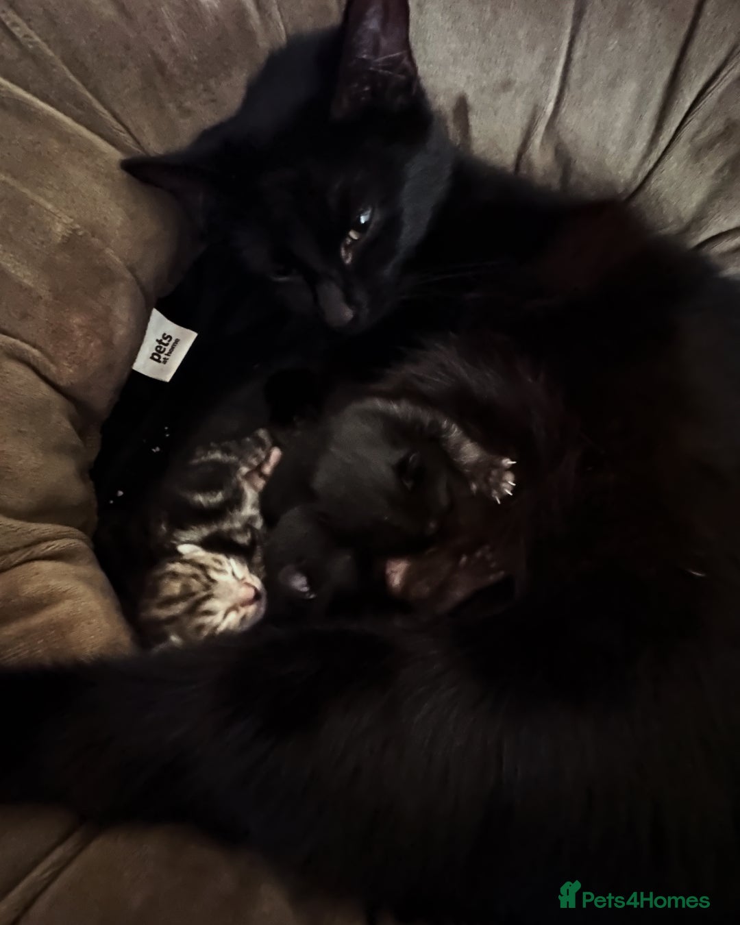 Domestic Shorthair cats for sale: Two black kittens 1xm 1xf - Image 3