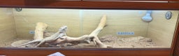 Bearded Dragon reptiles for sale: Bearded dragon + vivarium with accessories  - Advert 5