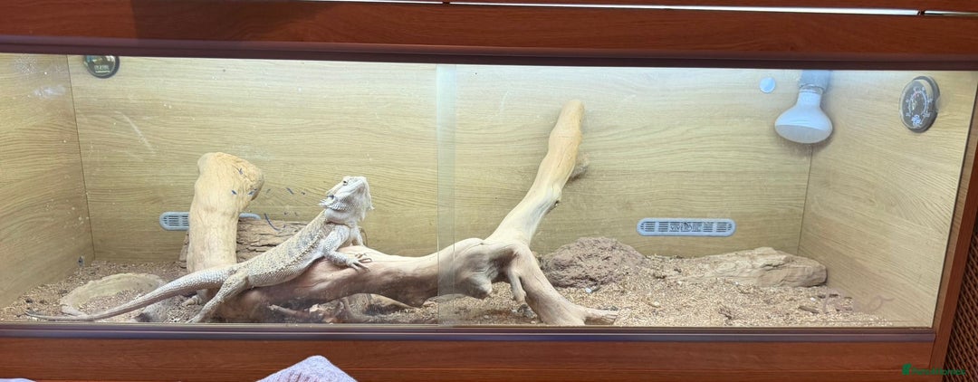 Bearded Dragon reptiles for sale: Bearded dragon + vivarium with accessories  - Advert 5