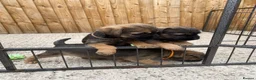 Border Terrier dogs for sale: ⭐️ KC BORDER TERRIERS, READY TO LEAVE NOW - Advert 11