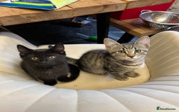 Mixed Breed cats for sale: Beautiful Kittens – Health Checked & Chipped - Image 1