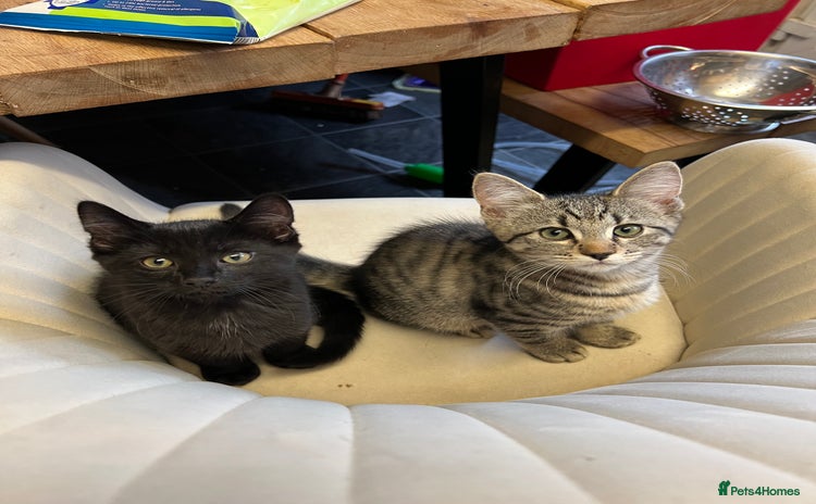 Mixed Breed cats for sale - Advert 1
