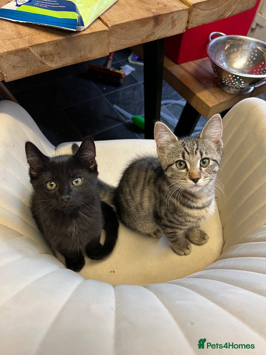 Mixed Breed cats for sale: Beautiful Kittens – Health Checked & Chipped - Image 1