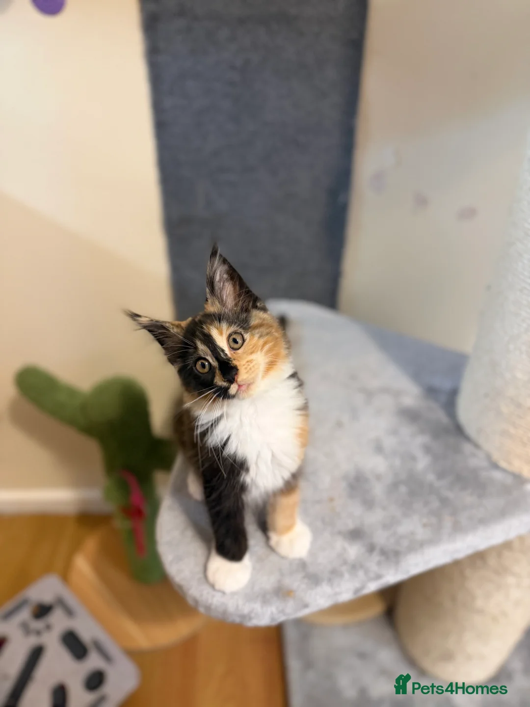 Maine Coon cats for sale: 5 Beautiful Mainecoon Kittens ❤️  - Advert 7