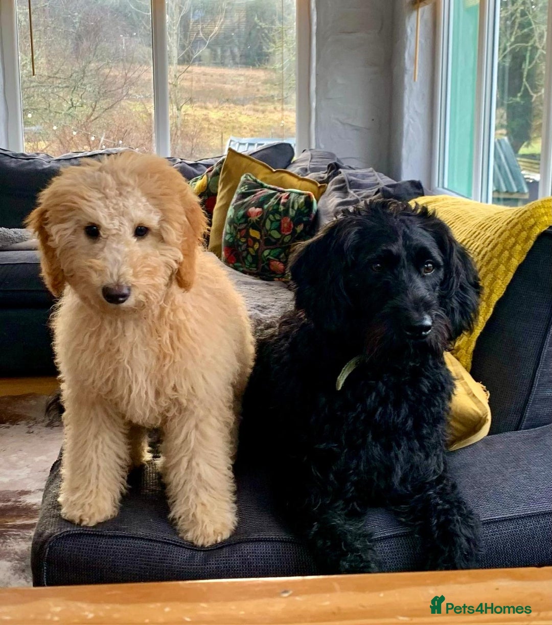 Labradoodle dogs for sale: Labradoodle puppies  - Image 6