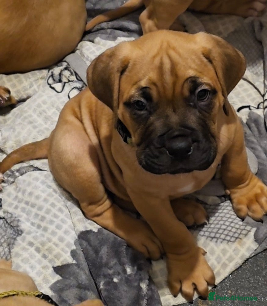 Mixed Breed dogs Adorable Bull Bordeaux Puppies  - Advert 1