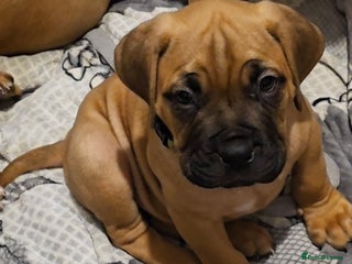 Mixed Breed dogs Adorable Bull Bordeaux Puppies - Advert 3