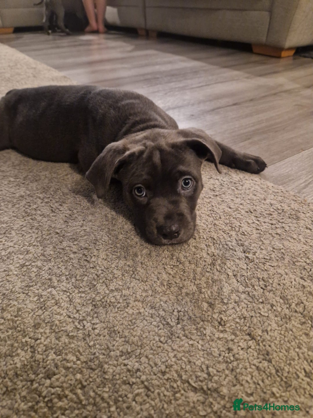 Mixed Breed dogs for sale: Cane corso cross staffy cross - Advert 3