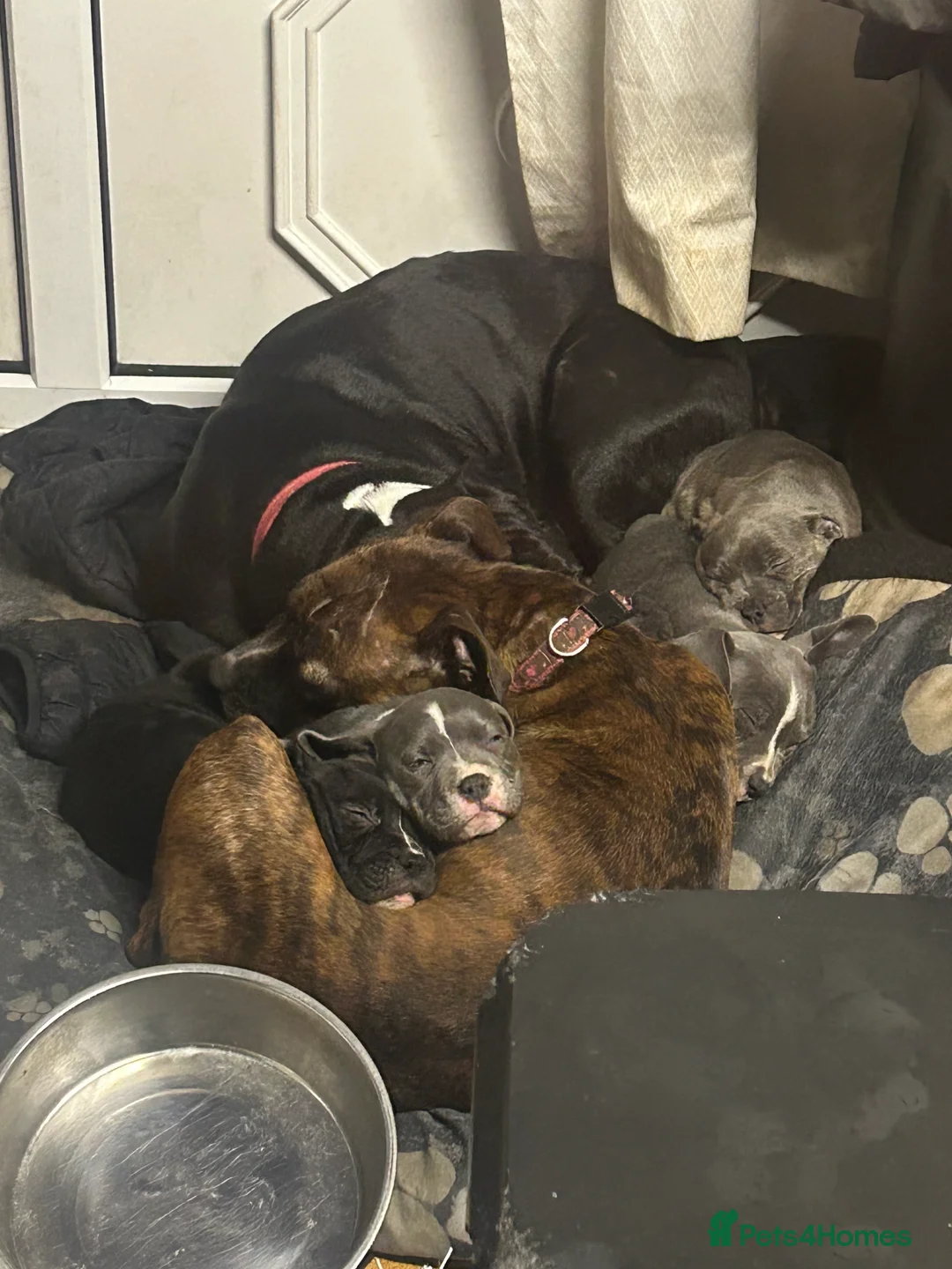 Staffordshire Bull Terrier dogs for sale: Adorable Blue-Eyed Grey Staffordshire Bull Terrier - Advert 25