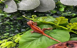 Gecko reptiles for sale: High red gargoyle gecko babies - Image 1