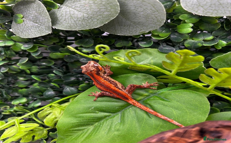 Gecko reptiles - Advert 1