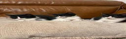 Mixed Breed cats for sale: Mixed breed maine cane kittens in Coventry - Advert 6