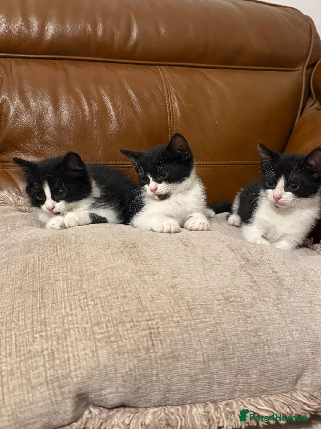 Mixed Breed cats for sale: Mixed breed maine cane kittens in Coventry - Advert 6