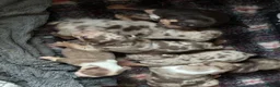 English Bulldog dogs for sale: Old English bulldogges - Advert 5