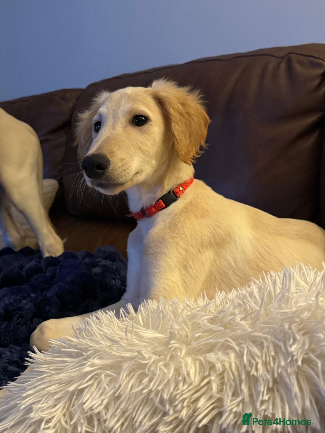 Saluki dogs for sale: Saluki 2 big boys left reduced £ - Advert 13