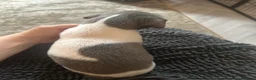 Mixed Breed dogs for sale: 🐾Reduced🐾READY NOW!!Italian x whippet pups! - Advert 29
