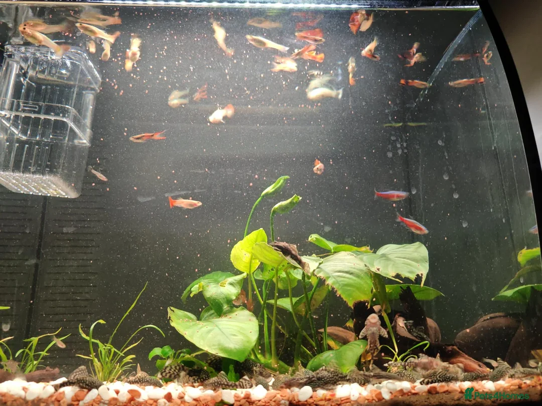 Rainbow Fish fish for sale: Guppies - Advert 2