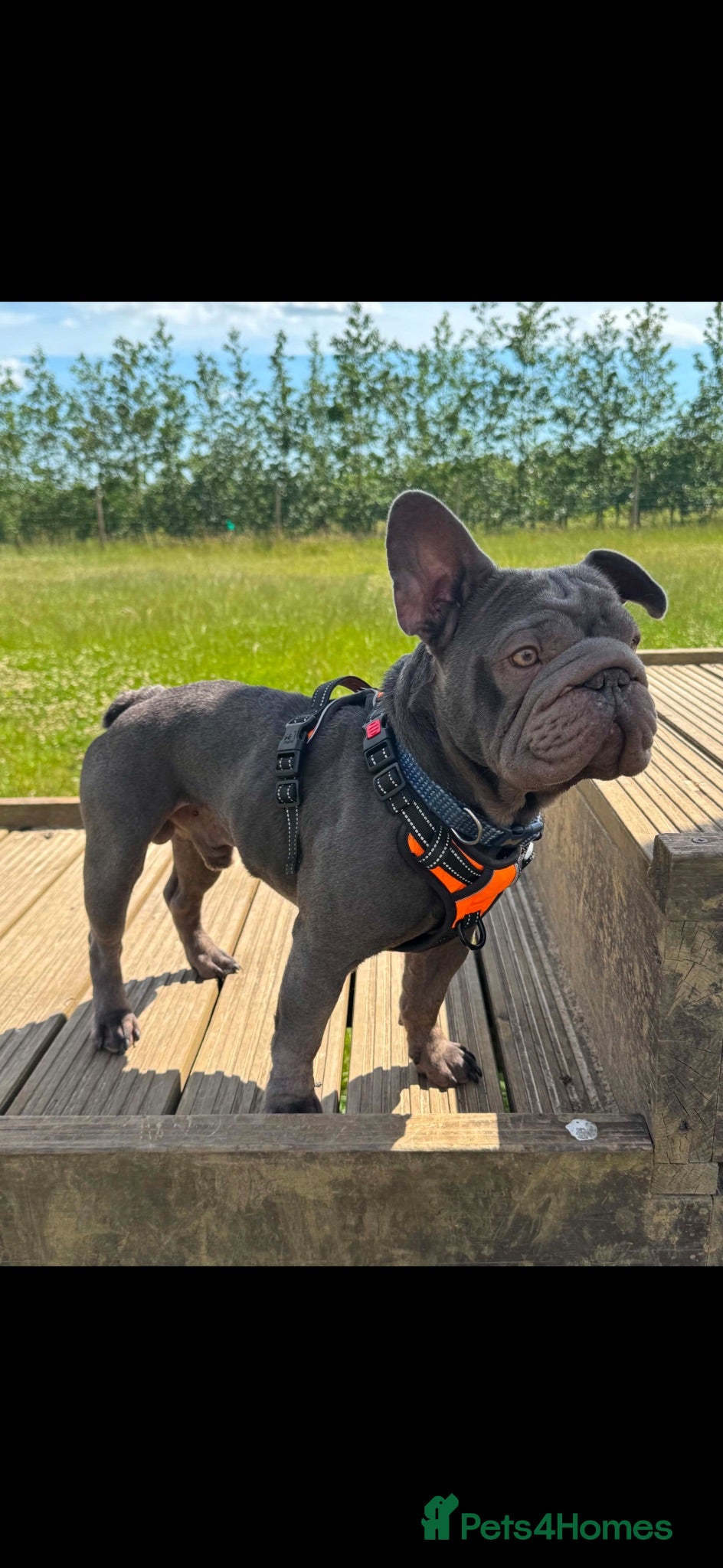 French Bulldog dogs  **  FRENCHIE  - Advert 1