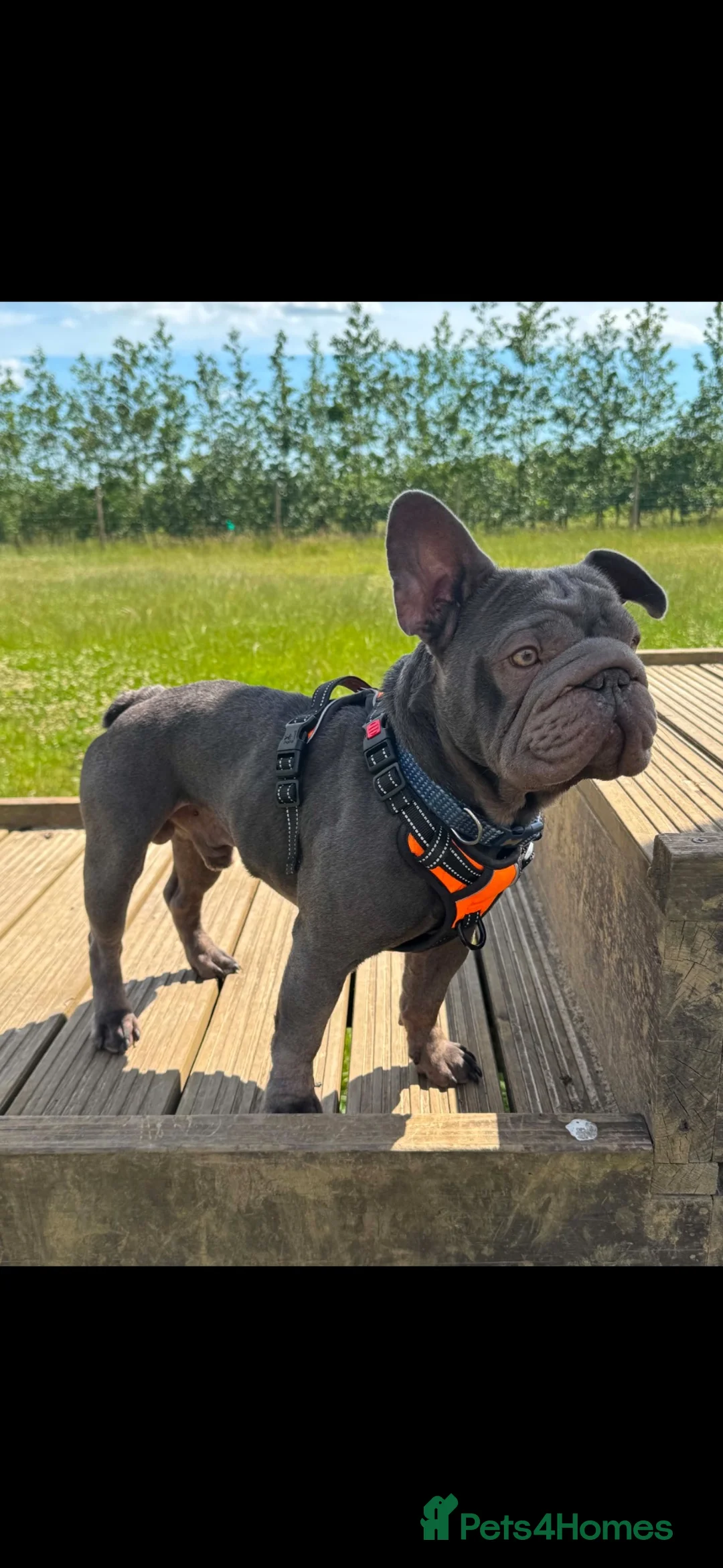 French Bulldog dogs for sale:  **  FRENCHIE  in Maldon - Advert 1