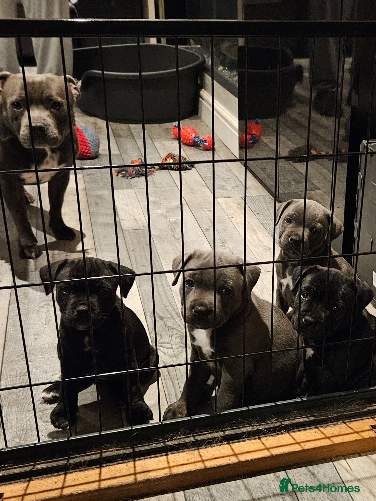 Staffordshire Bull Terrier dogs Stunning kc reg staffs - Advert 3