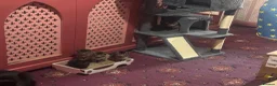 Mixed Breed cats for sale: Gorgeous silver and black kittens in Maidstone - Advert 3