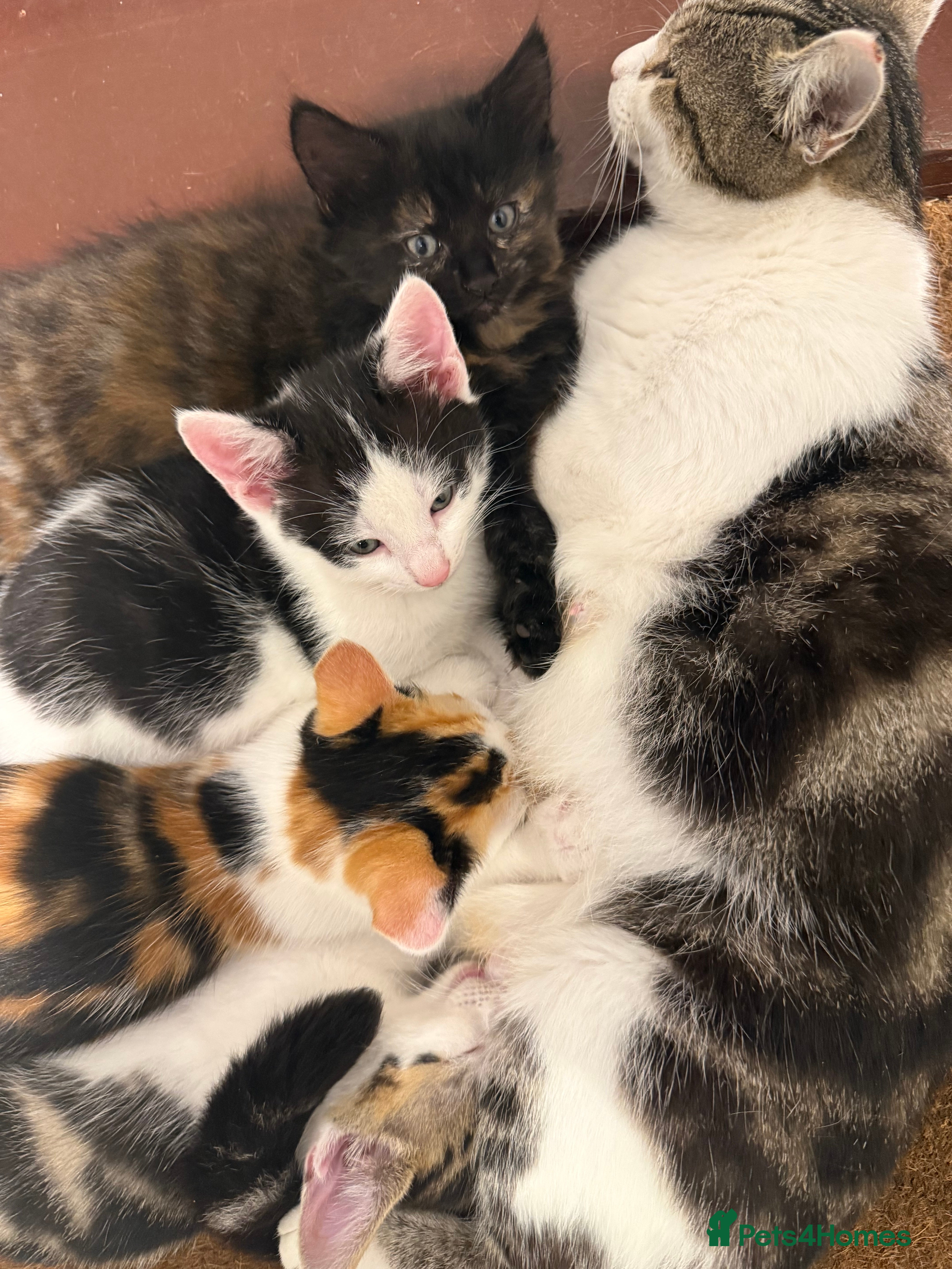 Mixed Breed cats Adorable Kittens Available to a Loving Home - Advert 2