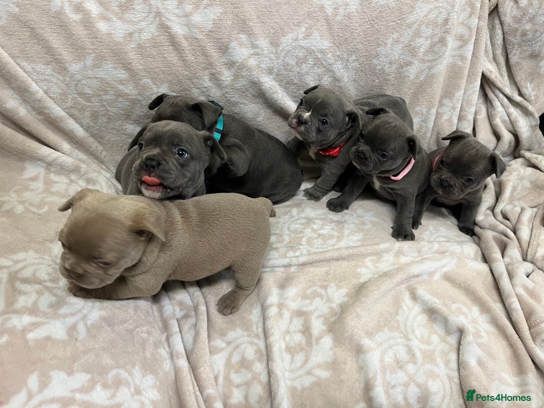 French Bulldog dogs for sale: Lovely Frenchies  - Advert 40
