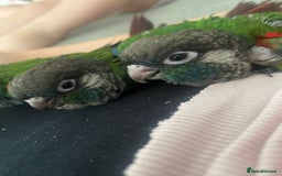 Conures birds for sale: Hand reared silly tame conure  - Image 6