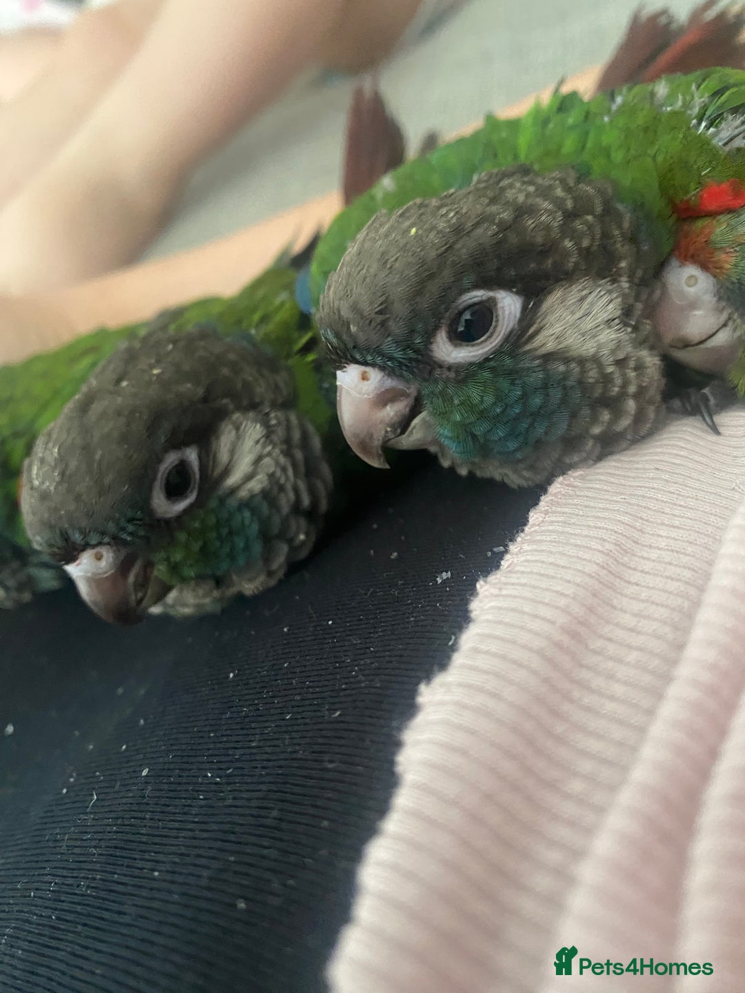 Conures birds for sale: Hand reared silly tame conure  - Image 6