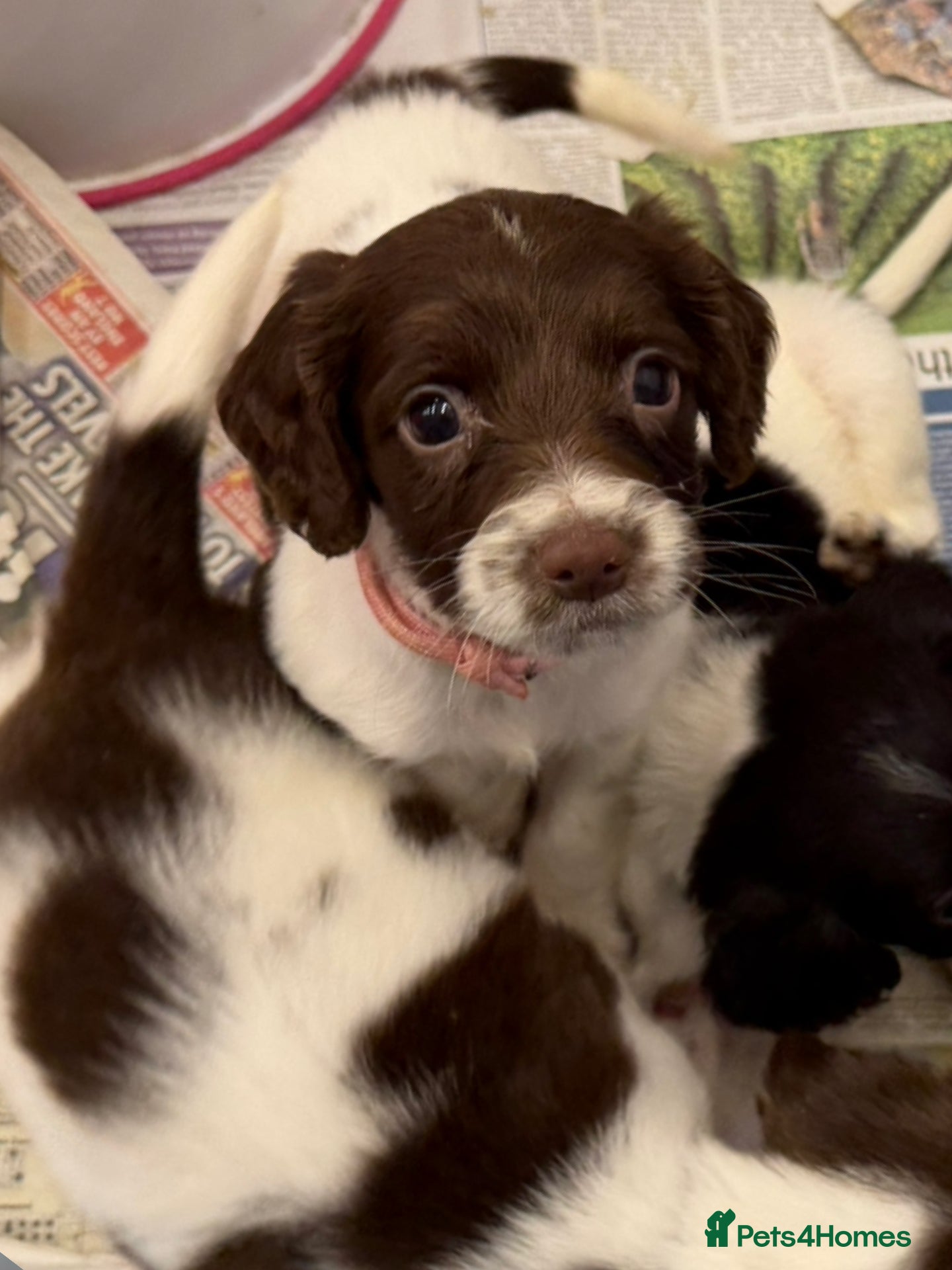 English Springer Spaniel dogs KC Registered English Springer Spaniel Pups - Advert 1