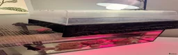 Turtle reptiles for sale: Japanese Pond Turtle in London - Advert 4