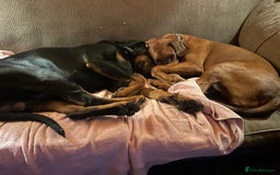Mixed Breed dogs for sale: Rhodesian Ridgeback Cross Doberman - Image 5