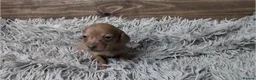 Miniature Dachshund dogs for sale: Mini Dachshund Puppies KC Ready start of March 🐾 - Advert 2
