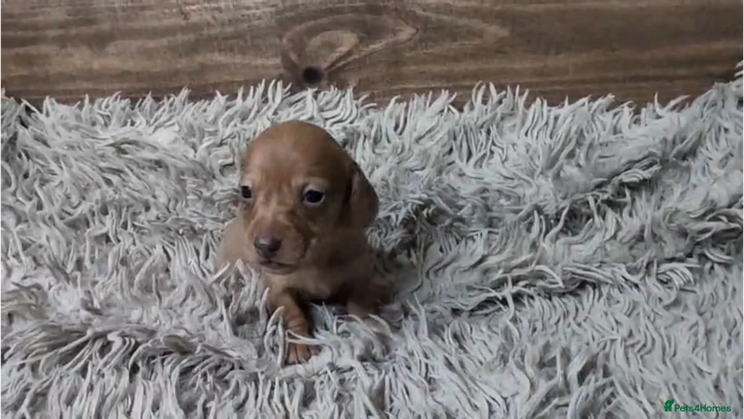 Miniature Dachshund dogs for sale: Mini Dachshund Puppies KC Ready start of March 🐾 - Advert 2