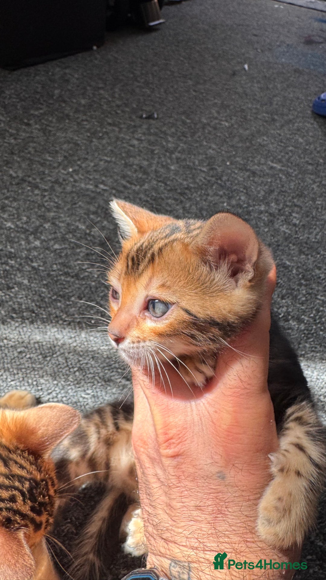 Bengal cats for sale: Bengal kittens Pure just born - Image 20