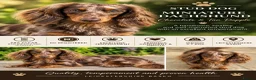Miniature Dachshund dogs for stud: Chocolate & Tan Dapple Long Haired Mini Dachshund - Advert 1