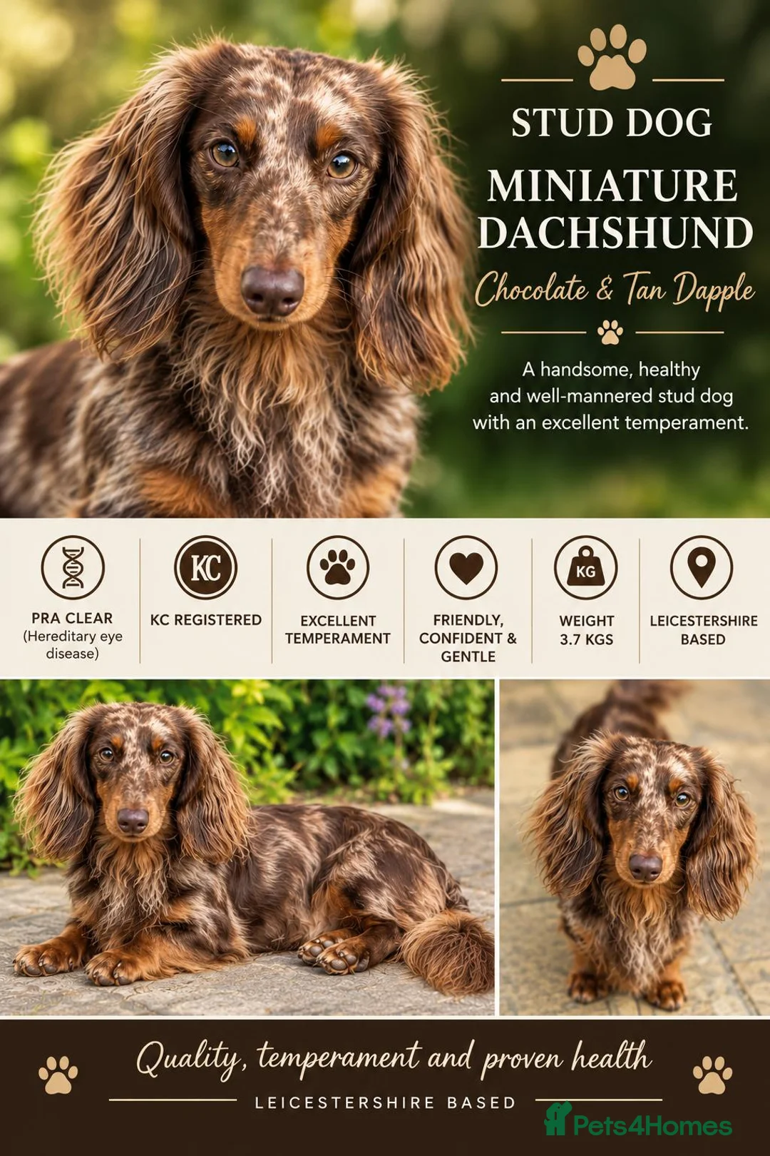 Miniature Dachshund dogs for stud: Chocolate & Tan Dapple Long Haired Mini Dachshund - Advert 1