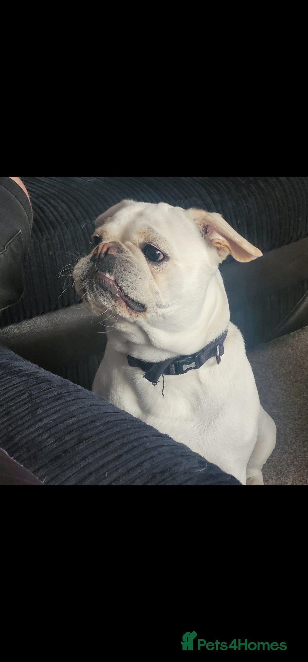 Frug dogs for sale: 3 & 1/2 Yr old male frug - Image 3