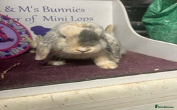 Mini Lop rabbits for sale: !Lovely little Mini Lop Doe 5months old  in Bristol - Image 5