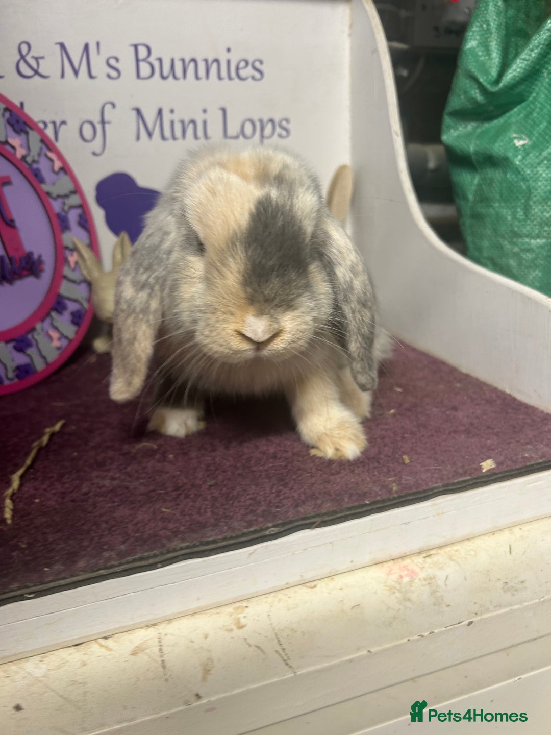 Mini Lop rabbits for sale: !Lovely little Mini Lop Doe 5months old  in Bristol - Image 5