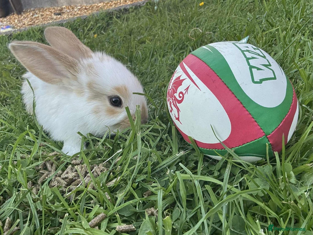 Continental Giant rabbits for sale: Baby Rabbits  - Image 2
