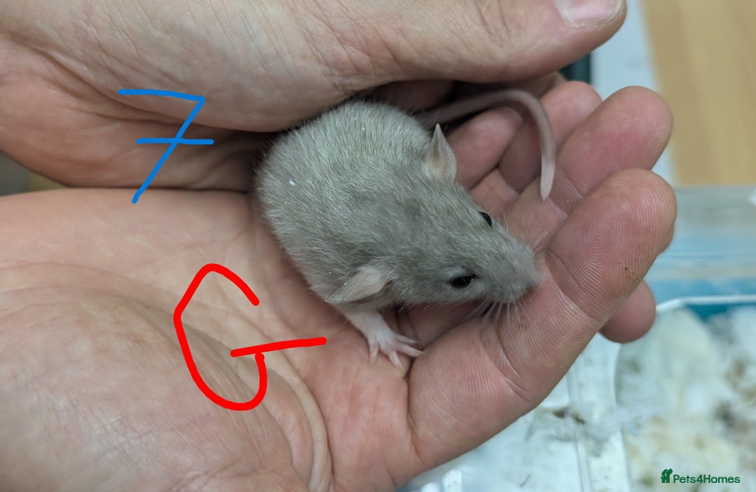 Rat rodents for sale: Dumbo baby Rats - Gorgeous colours  - Advert 6