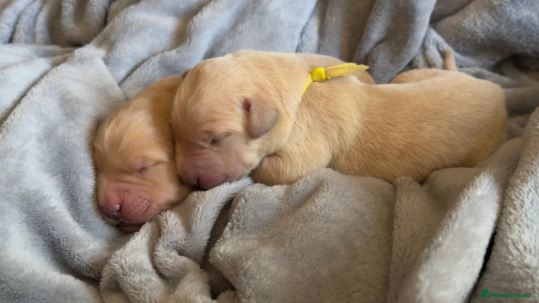 Goldador dogs for sale: Beautiful Goldador Puppies - Advert 34