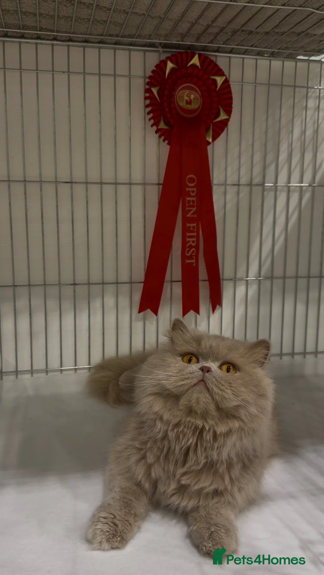 British Longhair cats for sale: Champion Bloodlined Stud Boy‼️ - Advert 2