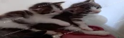 Mixed Breed cats for sale: Kittens available now in Basildon - Advert 3