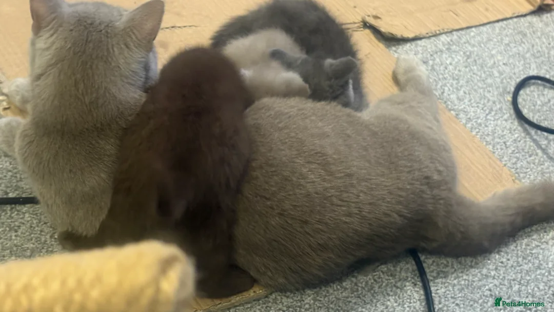 British Shorthair cats for sale: GCCF Registered 5 Generation British Shorthair - Advert 14