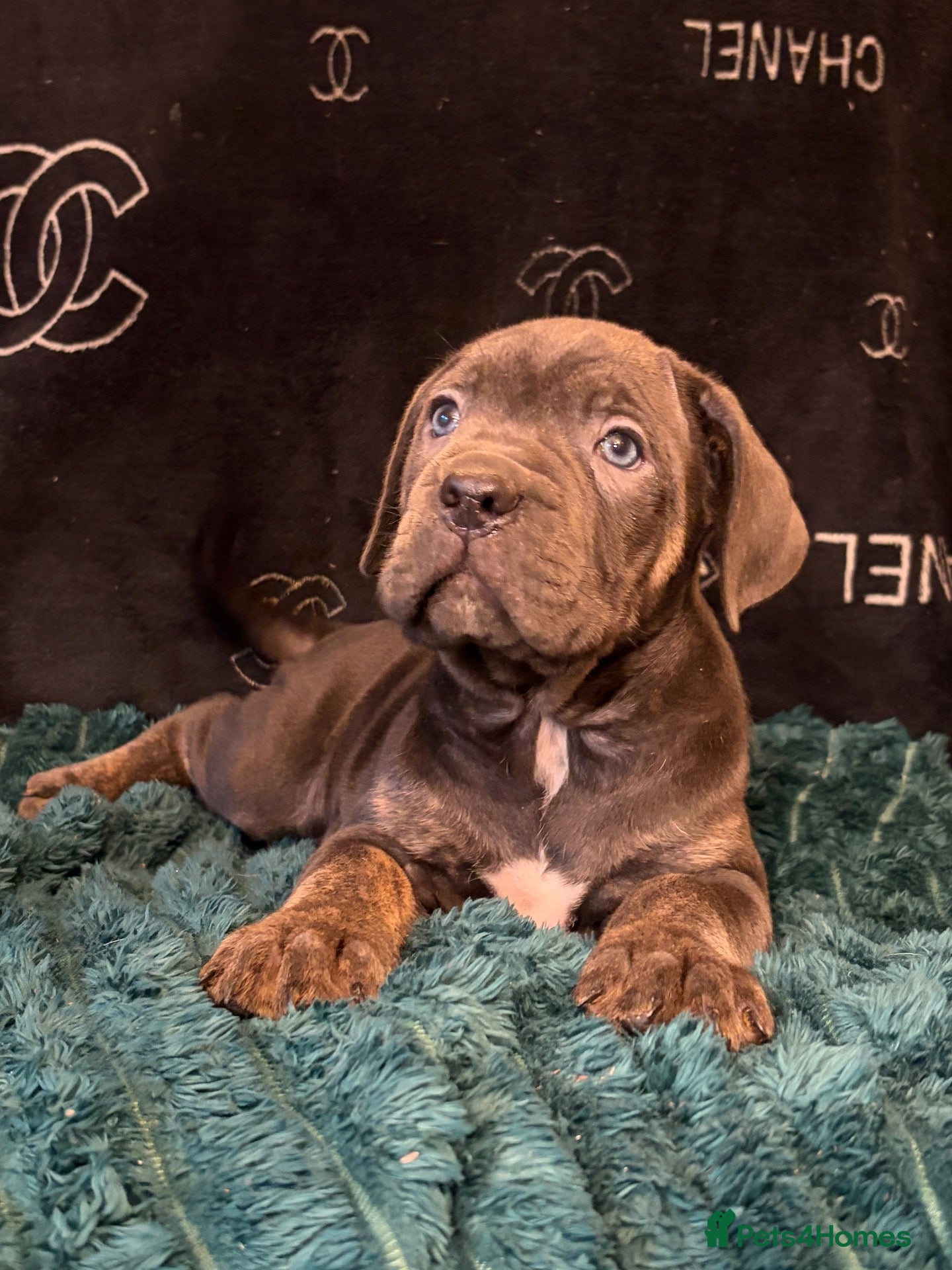 Cane Corso dogs for sale:  ICCF REGISTERED CANE CORSO PUPPYS  - Advert 1