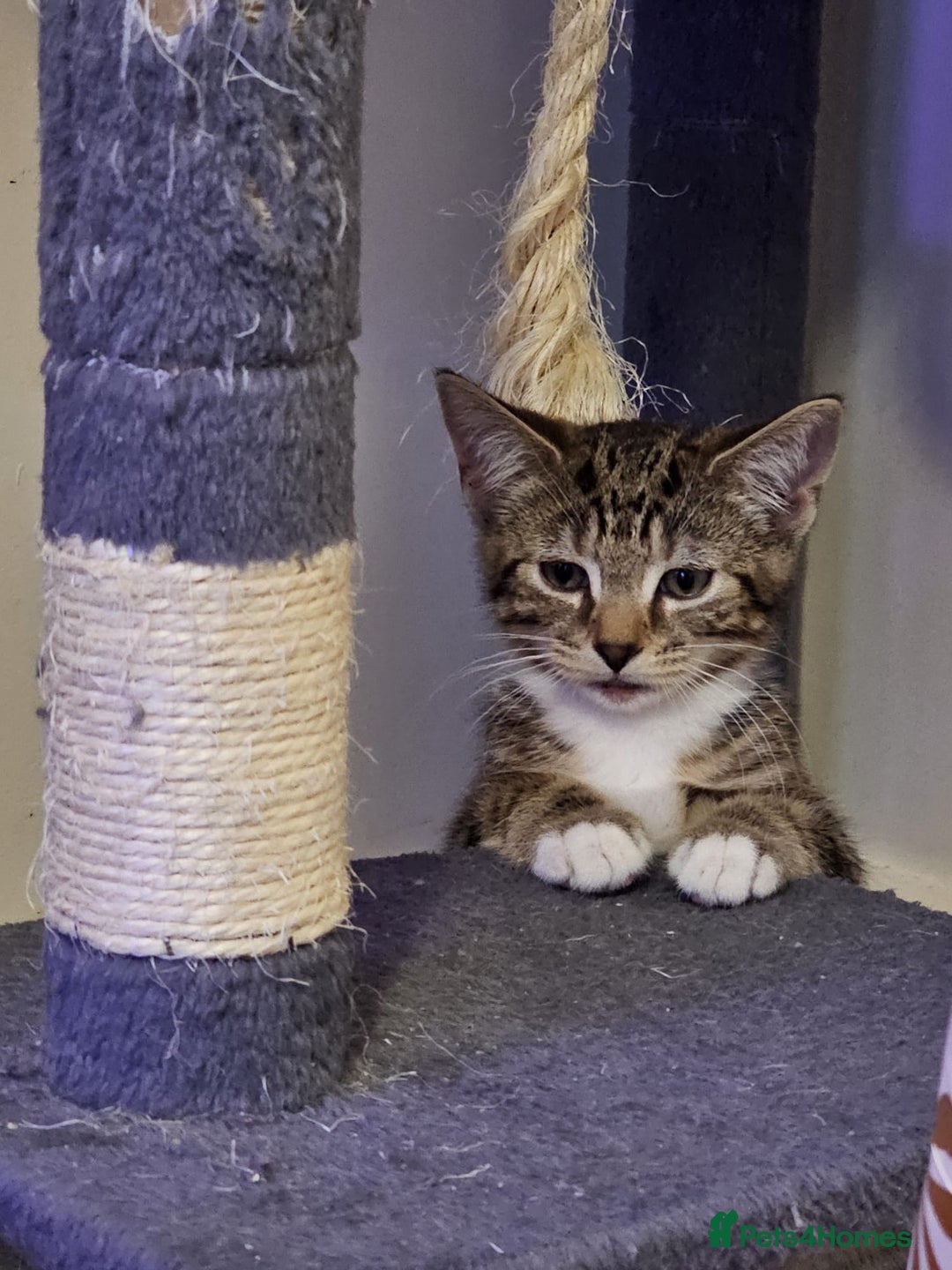 Mixed Breed cats for sale: 2 beautiful kittens  - Advert 4