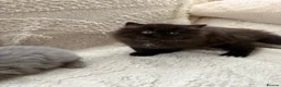 British Longhair cats for sale: Adorable British Long Hair Kittens (Girl & Boy)  - Advert 33