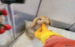 Mini Lop rabbits for sale: Mini lop rabbit - Image 1